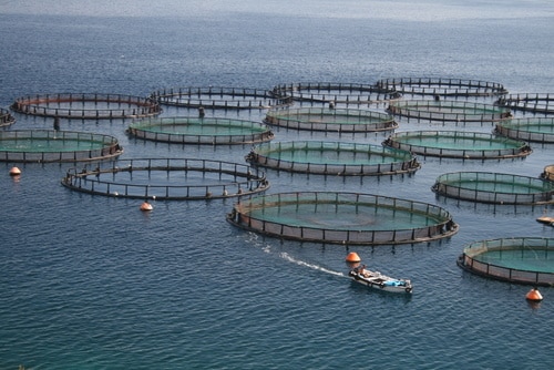 aquaculture feed additives