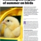 summer, poultry, birds, bioactives, gut structure, gut permeability, heat stress