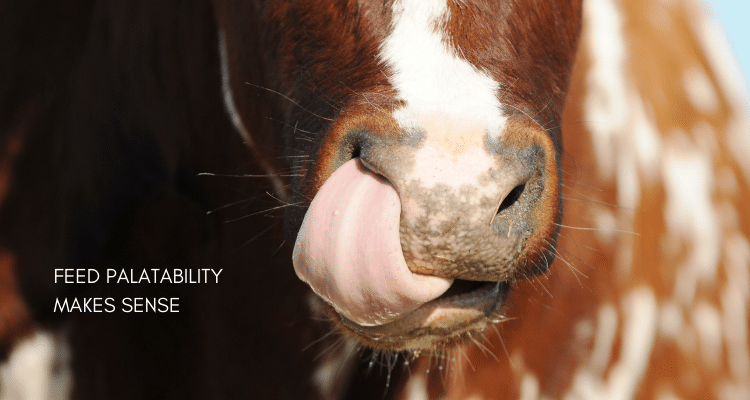 Why feed palatability matters in animal husbandry - Pancosma