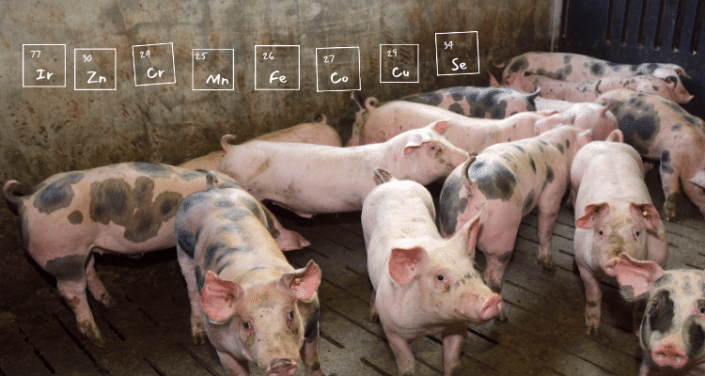 trace mineral levels in pig feed
