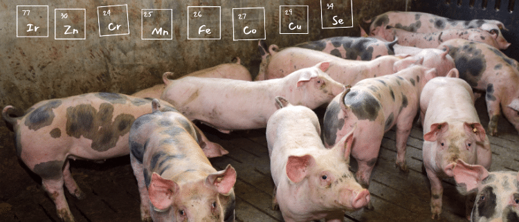 trace mineral levels in pig feed