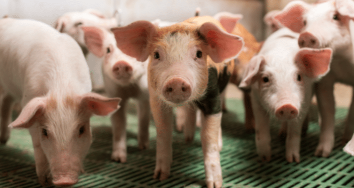 zinc oxide ban - piglets