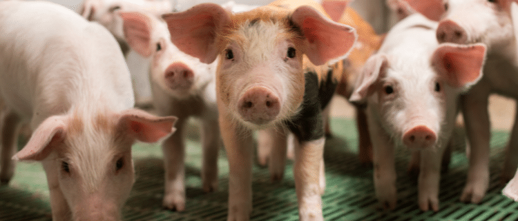 zinc oxide ban - piglets