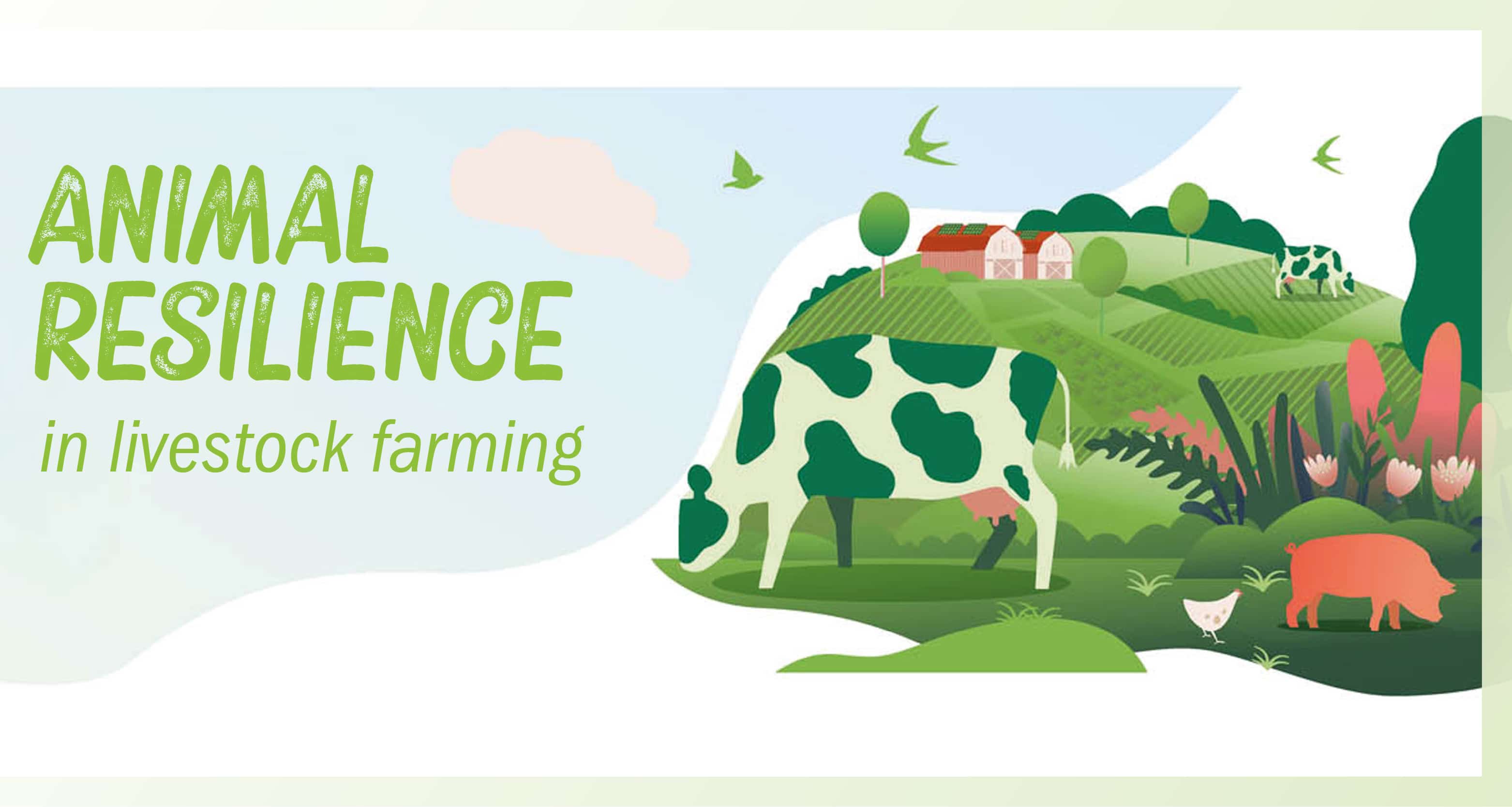 Animal resilience - economic value in livestock production - Pancosma