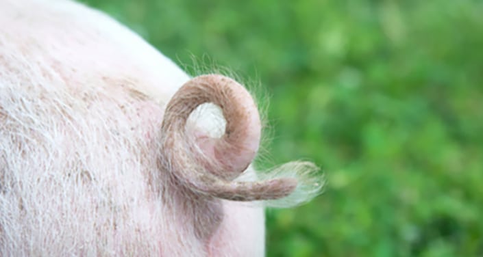 pig tail