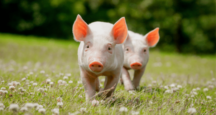 piglets