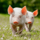 piglets