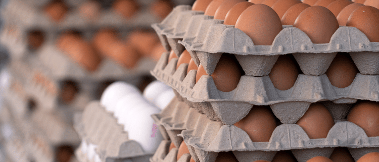 egg quality - laying hens