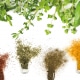 Extratos vegetais - plant extracts