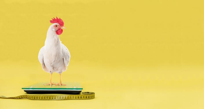 poultry resilience indicators