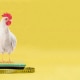 poultry resilience indicators