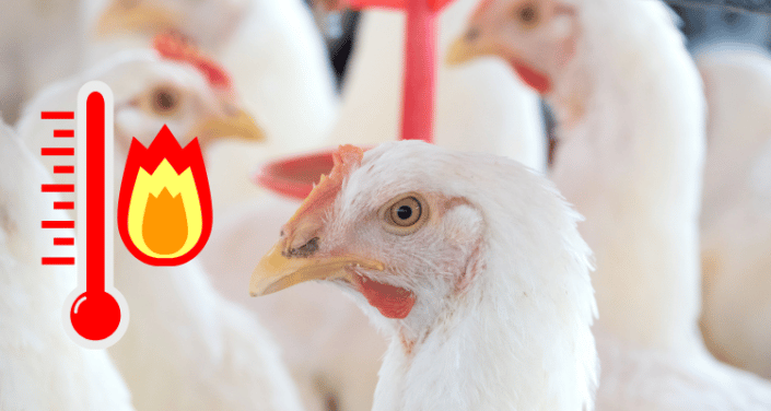 poultry resilience for heat tolerance