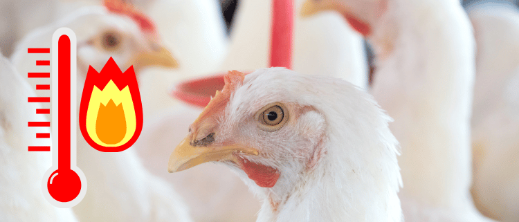 poultry resilience for heat tolerance