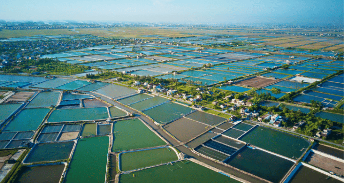 aquaculture - shrimp