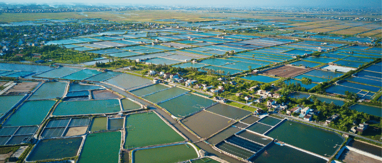 aquaculture - shrimp