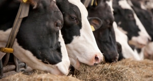 precision feeding in cattle