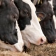 precision feeding in cattle