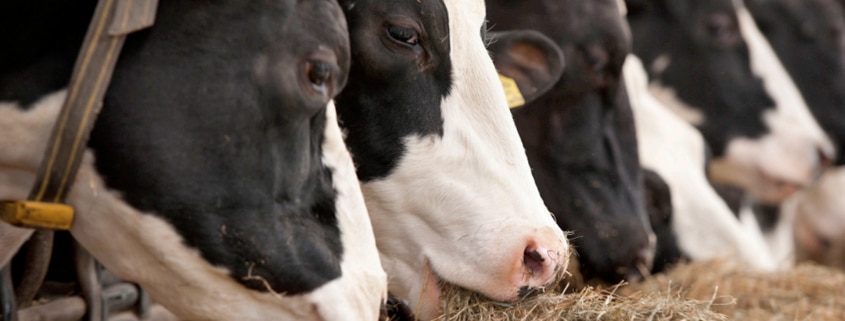 precision feeding in cattle