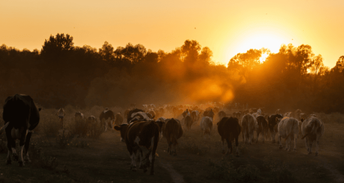 dairy cows