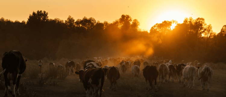 dairy cows