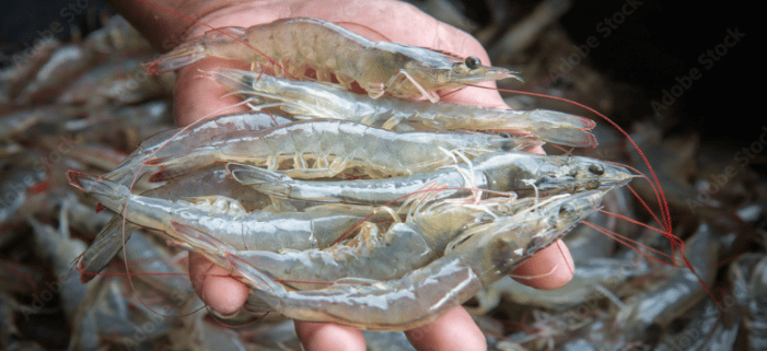 sustainable shrimp production