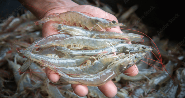 sustainable shrimp production