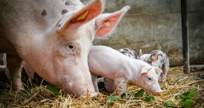 sow and piglets- organic acids