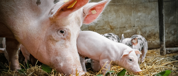 sow and piglets- organic acids