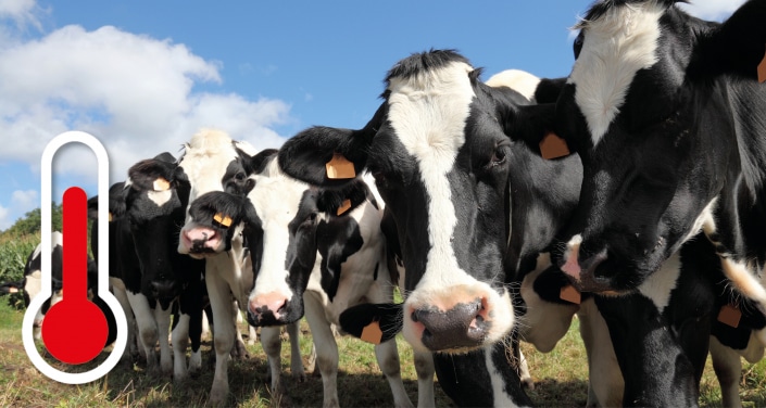 heat stress dairy cows