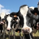 heat stress dairy cows