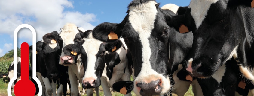 heat stress dairy cows