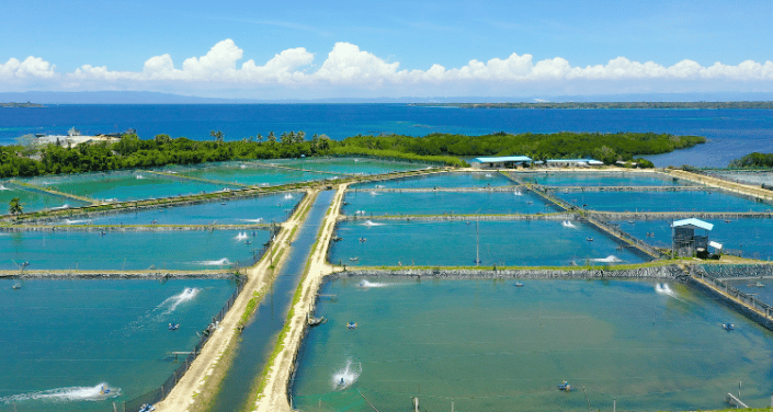 immune support in shrimp