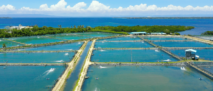 immune support in shrimp