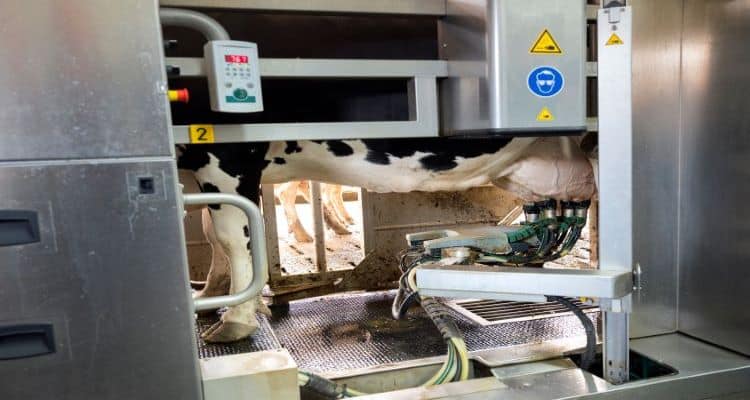 automatic milking system