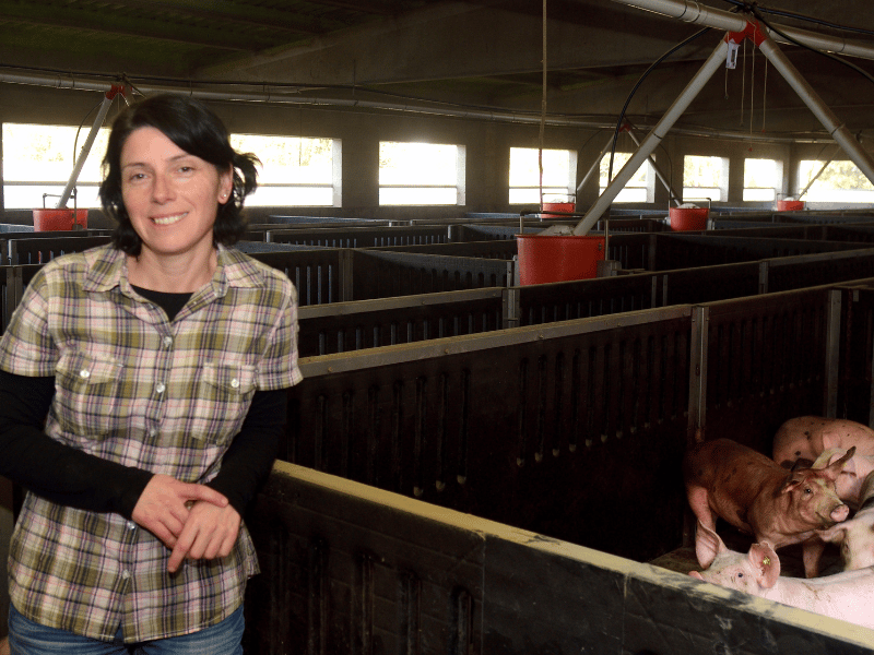 farm solutions swine - pig farmer