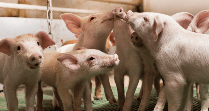 sucram piglets