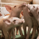 sucram piglets