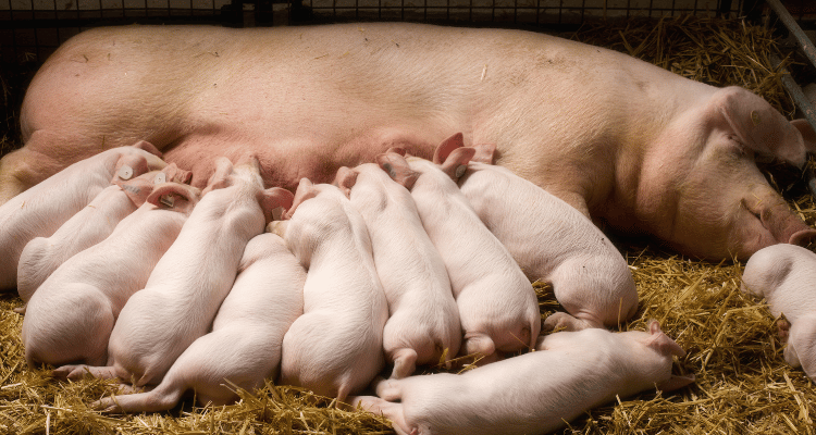 sows and piglets